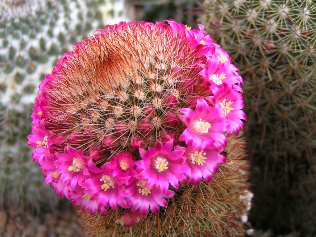 Mammillaria pilcayensis v. chrysodactyla